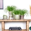 BLOOMIQUE - Lot de 3 - Cyperus zumula - Herbe à chat - Plante d’intérieur - H. 20-30 cm - P. 12 cm - vignette
