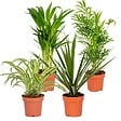 BLOOMIQUE - Lot de 4 - Mélange dépolluant - Dracaena, Dypsis, Chamaedorea, Chlorophytum - H. 20-40 cm - P. 12 cm - vignette