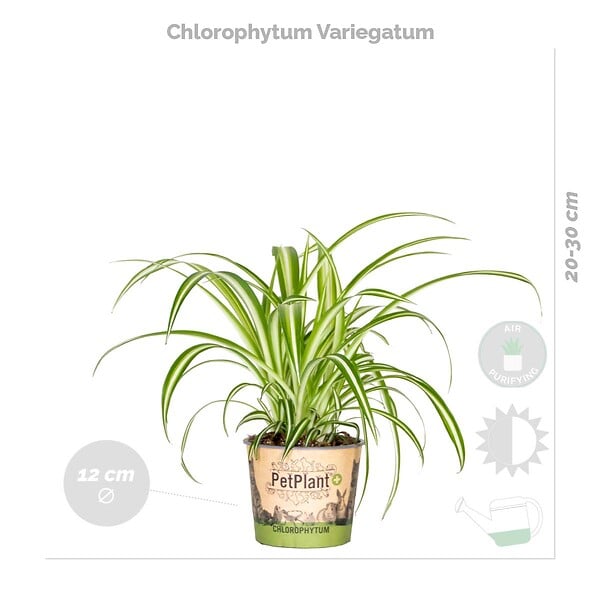 BLOOMIQUE - Lot de 4 - Mélange dépolluant - Dracaena, Dypsis, Chamaedorea, Chlorophytum - H. 20-40 cm - P. 12 cm - large