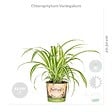 BLOOMIQUE - Lot de 4 - Mélange dépolluant - Dracaena, Dypsis, Chamaedorea, Chlorophytum - H. 20-40 cm - P. 12 cm - vignette