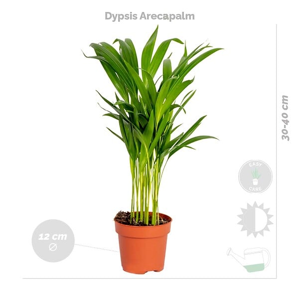 BLOOMIQUE - Lot de 4 - Mélange dépolluant - Dracaena, Dypsis, Chamaedorea, Chlorophytum - H. 20-40 cm - P. 12 cm - large