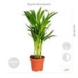 BLOOMIQUE - Lot de 4 - Mélange dépolluant - Dracaena, Dypsis, Chamaedorea, Chlorophytum - H. 20-40 cm - P. 12 cm - vignette