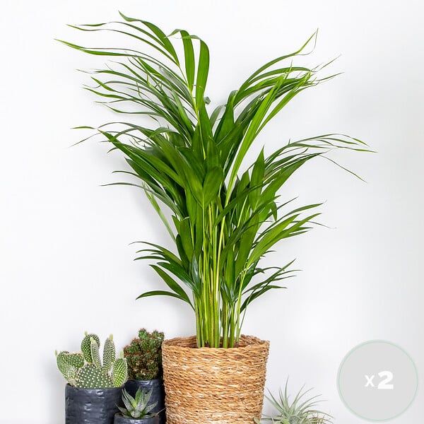 BLOOMIQUE - Lot de 2 - Dypsis Lutescens - Palmier Areca - Plante d’intérieur - H. 60-70 cm - P. 17 cm - large