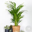 BLOOMIQUE - Lot de 2 - Dypsis Lutescens - Palmier Areca - Plante d’intérieur - H. 60-70 cm - P. 17 cm - vignette