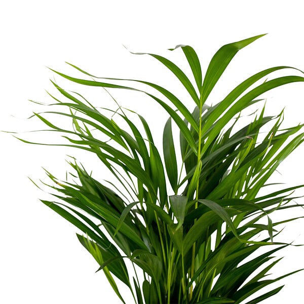 BLOOMIQUE - Lot de 2 - Dypsis Lutescens - Palmier Areca - Plante d’intérieur - H. 60-70 cm - P. 17 cm - large