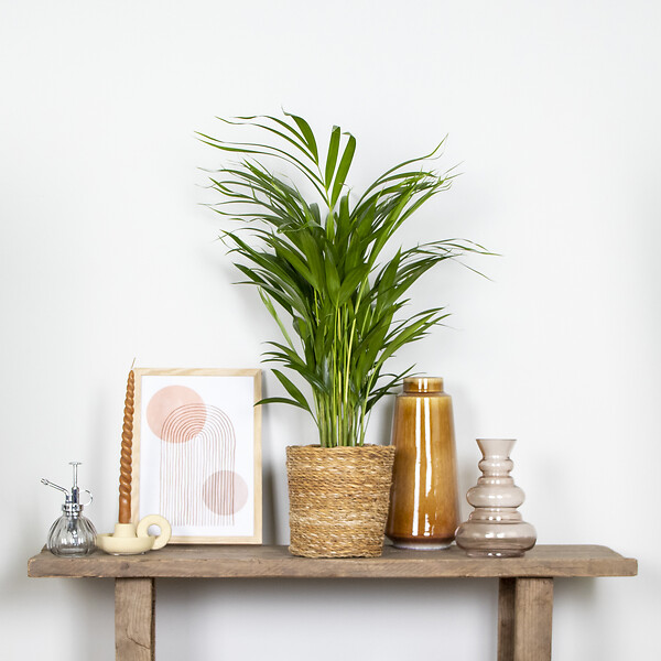 BLOOMIQUE - Lot de 2 - Dypsis Lutescens - Palmier Areca - Plante d’intérieur - H. 60-70 cm - P. 17 cm - large