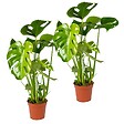 BLOOMIQUE - Lot de 2 - Monstera Deliciosa - Monstera - Dépolluante - H. 50-60 cm - P. 17 cm - vignette