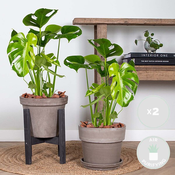 BLOOMIQUE - Lot de 2 - Monstera Deliciosa - Monstera - Dépolluante - H. 50-60 cm - P. 17 cm - large