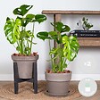 BLOOMIQUE - Lot de 2 - Monstera Deliciosa - Monstera - Dépolluante - H. 50-60 cm - P. 17 cm - vignette