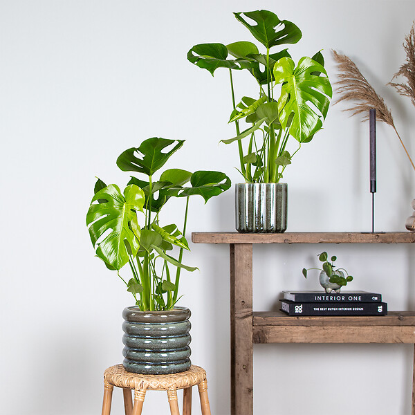 BLOOMIQUE - Lot de 2 - Monstera Deliciosa - Monstera - Dépolluante - H. 50-60 cm - P. 17 cm - large