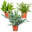 BLOOMIQUE - Lot de 3 - Mélange de fougères dépolluantes - H. 20-30 cm - P. 12 cm - vignette