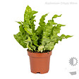 BLOOMIQUE - Lot de 3 - Mélange de fougères dépolluantes - H. 20-30 cm - P. 12 cm - vignette