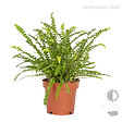 BLOOMIQUE - Lot de 3 - Mélange de fougères dépolluantes - H. 20-30 cm - P. 12 cm - vignette