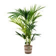 BLOOMIQUE - Howea Forsteriana - Palmier Kentia - Plante d’intérieur - Dépolluante - H. 80-100 cm - vignette