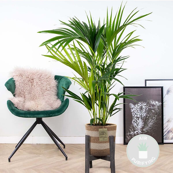 BLOOMIQUE - Howea Forsteriana - Palmier Kentia - Plante d’intérieur - Dépolluante - H. 80-100 cm - large