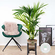 BLOOMIQUE - Howea Forsteriana - Palmier Kentia - Plante d’intérieur - Dépolluante - H. 80-100 cm - vignette