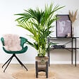 BLOOMIQUE - Howea Forsteriana - Palmier Kentia - Plante d’intérieur - Dépolluante - H. 80-100 cm - vignette