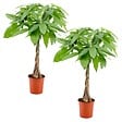 BLOOMIQUE - Lot de 2 - Pachira Aquatica - Arbre à monnaie - Cacaoyer d’eau - H. 60-70 cm - P. 17 cm - vignette