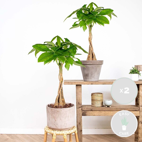 BLOOMIQUE - Lot de 2 - Pachira Aquatica - Arbre à monnaie - Cacaoyer d’eau - H. 60-70 cm - P. 17 cm - large