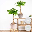 BLOOMIQUE - Lot de 2 - Pachira Aquatica - Arbre à monnaie - Cacaoyer d’eau - H. 60-70 cm - P. 17 cm - vignette