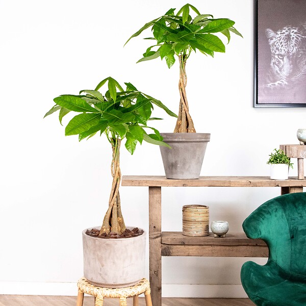 BLOOMIQUE - Lot de 2 - Pachira Aquatica - Arbre à monnaie - Cacaoyer d’eau - H. 60-70 cm - P. 17 cm - large