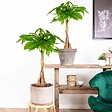BLOOMIQUE - Lot de 2 - Pachira Aquatica - Arbre à monnaie - Cacaoyer d’eau - H. 60-70 cm - P. 17 cm - vignette
