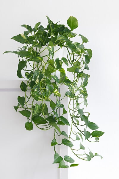 BLOOMIQUE - Lot de 2 Epipremnum Aureum - Lierre du Diable - Plantes Suspendues - H. 20-30 cm - P. 15 cm - large