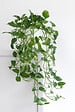 BLOOMIQUE - Lot de 2 Epipremnum Aureum - Lierre du Diable - Plantes Suspendues - H. 20-30 cm - P. 15 cm - vignette