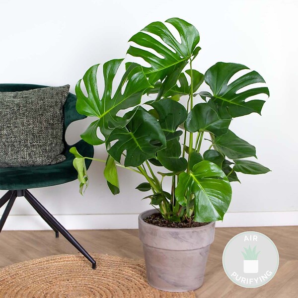 BLOOMIQUE - Monstera Deliciosa - Monstera - Plantes d’intérieur - Dépolluante - H. 70-80 cm - P. 21 cm - large