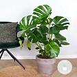 BLOOMIQUE - Monstera Deliciosa - Monstera - Plantes d’intérieur - Dépolluante - H. 70-80 cm - P. 21 cm - vignette