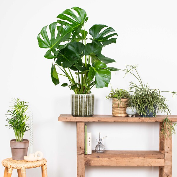 BLOOMIQUE - Monstera Deliciosa - Monstera - Plantes d’intérieur - Dépolluante - H. 70-80 cm - P. 21 cm - large