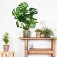 BLOOMIQUE - Monstera Deliciosa - Monstera - Plantes d’intérieur - Dépolluante - H. 70-80 cm - P. 21 cm - vignette