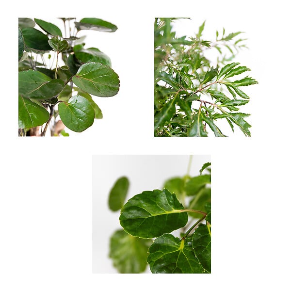 BLOOMIQUE - Lot de 3 - Polyscias - Aralia - Fabian, Ming, Green Lemon - H. 30-40 cm - P. 12 cm - large
