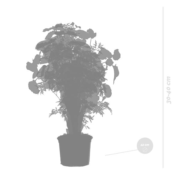 BLOOMIQUE - Lot de 3 - Polyscias - Aralia - Fabian, Ming, Green Lemon - H. 30-40 cm - P. 12 cm - large