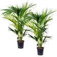 BLOOMIQUE - Lot de 2 - Howea Forsteriana - Palmier Kentia - Plantes d’intérieur - H. 80-100 cm - P. 19 cm - vignette