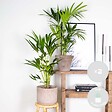 BLOOMIQUE - Lot de 2 - Howea Forsteriana - Palmier Kentia - Plantes d’intérieur - H. 80-100 cm - P. 19 cm - vignette