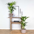 BLOOMIQUE - Lot de 2 - Howea Forsteriana - Palmier Kentia - Plantes d’intérieur - H. 80-100 cm - P. 19 cm - vignette