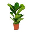 BLOOMIQUE - Ficus Lyrata - Figuier lyre - Plante d’intérieur - Dépolluante - H. 50-60 cm - P. 17 cm - vignette