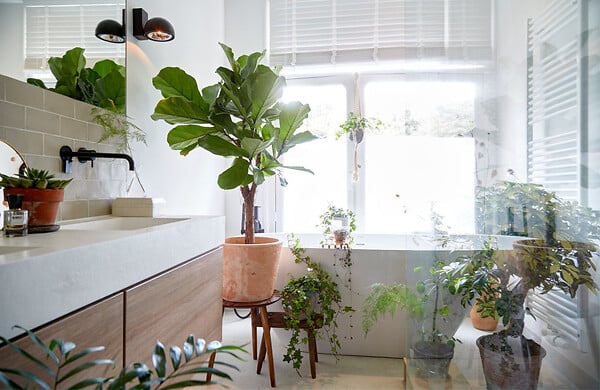 BLOOMIQUE - Ficus Lyrata - Figuier lyre - Plante d’intérieur - Dépolluante - H. 50-60 cm - P. 17 cm - large