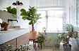 BLOOMIQUE - Ficus Lyrata - Figuier lyre - Plante d’intérieur - Dépolluante - H. 50-60 cm - P. 17 cm - vignette