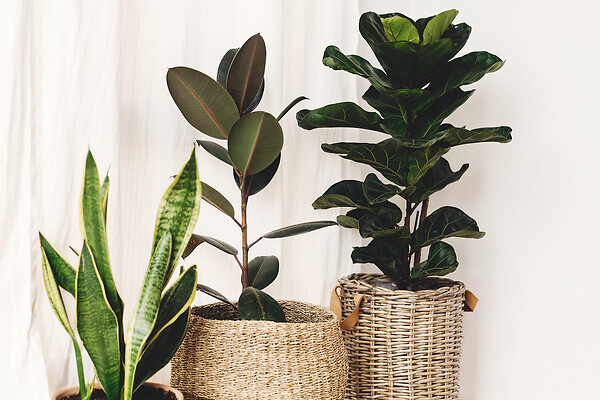 BLOOMIQUE - Ficus Lyrata - Figuier lyre - Plante d’intérieur - Dépolluante - H. 50-60 cm - P. 17 cm - large