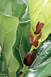 BLOOMIQUE - Ficus Lyrata - Figuier lyre - Plante d’intérieur - Dépolluante - H. 50-60 cm - P. 17 cm - vignette
