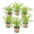 BLOOMIQUE - Lot de 6 - Chlorophytum 'Variegatum' - Plante araignée - Dépolluante - H. 20-30 cm - P. 12 cm - vignette