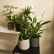 BLOOMIQUE - Lot de 5 - Mélange de plantes dépolluantes - H. 20-40 cm - P. 12 cm - vignette