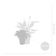 BLOOMIQUE - Lot de 5 - Mélange de plantes dépolluantes - H. 20-40 cm - P. 12 cm - vignette