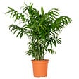 BLOOMIQUE - Chamaedorea Elegans - Palmier Nain Mexicain - Plantes d’intérieur - H. 60-80 cm - P. 18 cm - vignette