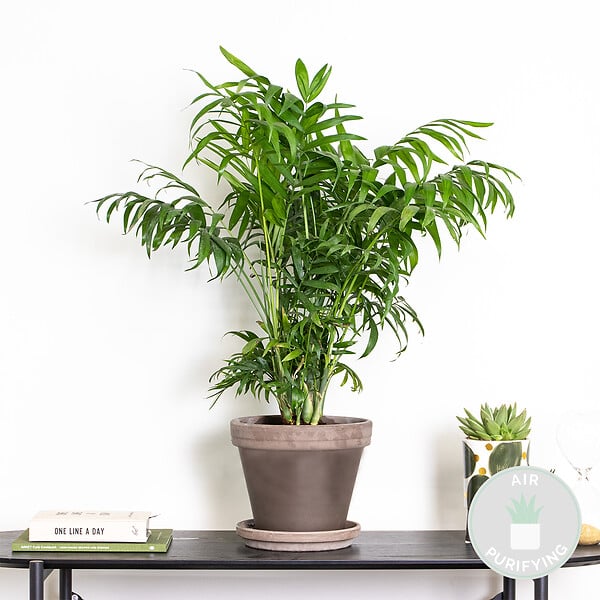 BLOOMIQUE - Chamaedorea Elegans - Palmier Nain Mexicain - Plantes d’intérieur - H. 60-80 cm - P. 18 cm - large
