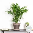 BLOOMIQUE - Chamaedorea Elegans - Palmier Nain Mexicain - Plantes d’intérieur - H. 60-80 cm - P. 18 cm - vignette