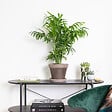 BLOOMIQUE - Chamaedorea Elegans - Palmier Nain Mexicain - Plantes d’intérieur - H. 60-80 cm - P. 18 cm - vignette