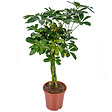 BLOOMIQUE - Schefflera Arboricola - Arbre ombrelle - Plantes d’intérieur - Dépolluante - H. 60-80 cm - P. 19 cm - vignette
